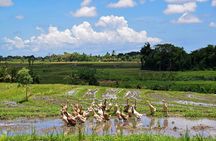 1 DAY Kintamani Plateau + Ubud + Tegallalang Rice Terrace + Tirta Empul Temple / Private tour 8 hours, English/Japanese