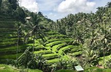 1 DAY Kintamani Plateau + Ubud + Tegallalang Rice Terrace + Tirta Empul Temple / Private tour 8 hours, English/Japanese
