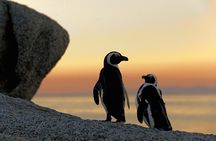 Cape Town Full-Day Cape of Good Hope, Penguins Small Group Tour