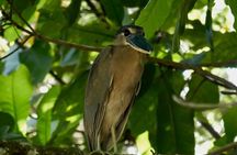 Jungle Safari in Playa Samara