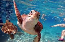 Turtle Sightseeing at Akumal & Underground Caves Tour