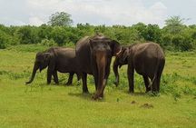 Hikkaduwa/Galle/Mirissa : Transfer to Ella & Udawalawe safari 