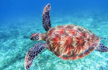 "Aphrodite I Cruises" trip to Blue Lagoon & Turtle Cove