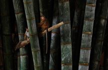 Private Kandy Day Tour From Negombo