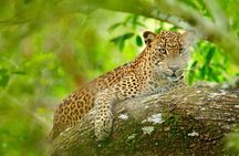Day Tour to Wilpattu National Park from Colombo