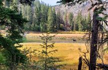 Yellowstone Wildlife Tour