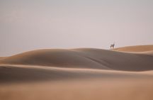 Best of Arabia in 1 day