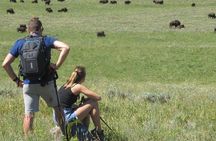 Lamar Valley Safari Hiking Tour with Lunch