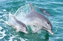 Mandurah Dolphin Cruise and Views