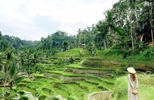 Bali Tour : Best Attractions in Ubud with Rice Terrace
