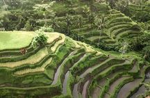 Bali Tour : Best Attractions in Ubud with Rice Terrace