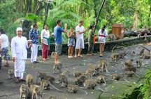 Ubud Tour With Sacred Monkey Forest Sanctuary - Waterfall - Rice Terrace