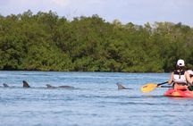 Nauti Exposures - Guided kayak tour through the Mangroves 