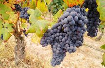 Private E-bike Tour " Langhe del Barbaresco " - Asphalt only