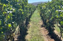 Semi-Private Wine Tour of 2 wineries with wine Tastings 