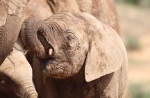 Private Half-Day Addo Elephant National Park Safari