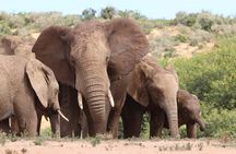 Private Half-Day Addo Elephant National Park Safari