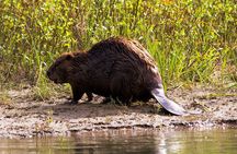 Wildlife on the Bow | Big Canoe Tour in Banff National Park