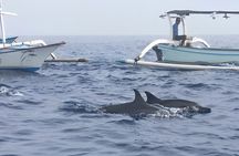 Watching Dolphin Tour at Lovina Beach 