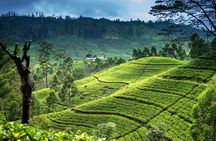 Ultimate Journey in Sri Lanka 4 Day Tours