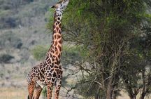 7 Day Kilimanjaro, Serengeti & Ngorongoro Adventure