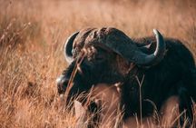 1-Day Selous (Nyerere National Park) Fly-In Safari from Zanzibar