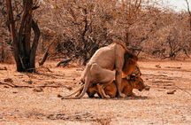 1-Day Selous (Nyerere National Park) Fly-In Safari from Zanzibar