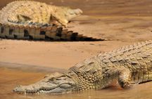 1-Day Selous (Nyerere National Park) Fly-In Safari from Zanzibar