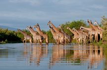 2-Day Selous (Nyerere National Park) Fly-In Safari from Zanzibar