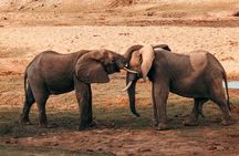 2-Day Selous (Nyerere National Park) Fly-In Safari from Zanzibar