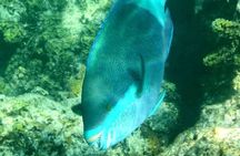 Half-Day Private Guided Mnemba Island Snorkeling Adventure