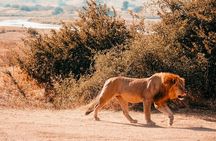 2-Day Selous (Nyerere National Park) Fly-In Safari from Zanzibar