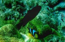 Half-Day Private Guided Mnemba Island Snorkeling Adventure