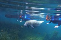 Small Group Manatee Swim Tour With Free Photos