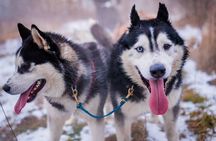 Kraków Full Dog Sled Ride 