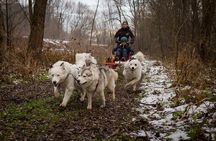 Kraków Full Dog Sled Ride 