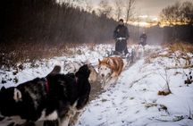 Kraków Full Dog Sled Ride 
