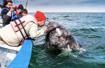 Gray Whale Watching Expedition at Magdalena Bay