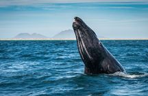 Gray Whale Watching Expedition at Magdalena Bay