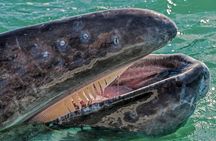 Gray Whale Watching Expedition at Magdalena Bay