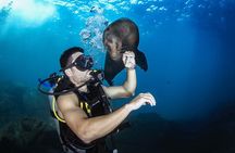 Dive in La Paz with Sea Lions, Turtles, Fish Schools and Wrecks