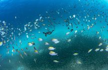 Dive in La Paz with Sea Lions, Turtles, Fish Schools and Wrecks