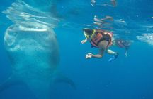 Full-Day Whale Shark Tour Puerto Morelos with Pickup and Lunch