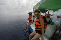 Full-Day Whale Shark Tour Puerto Morelos with Pickup and Lunch