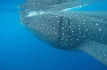 Full-Day Whale Shark Tour Puerto Morelos with Pickup and Lunch
