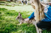 Day Tour in Mt. Field, Mt. Wellington, Bonorong Wildlife Sanctuary and Richmond