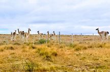 Pali Aike Full-Day Adventure from Punta Arenas