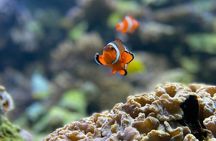 Maafushi: Full Day Snorkeling and Island Hopping Experience