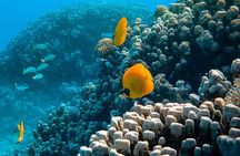 Maafushi: Full Day Snorkeling and Island Hopping Experience