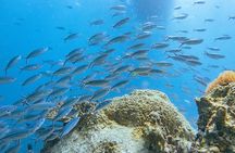 3 Days PADI Open Water Scuba Diving in Koh Tao